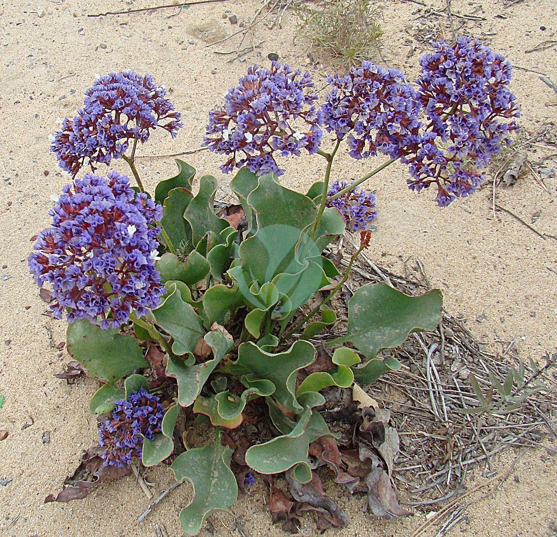 Limonium_californicum-_Sea_Lavander_27289258654-3