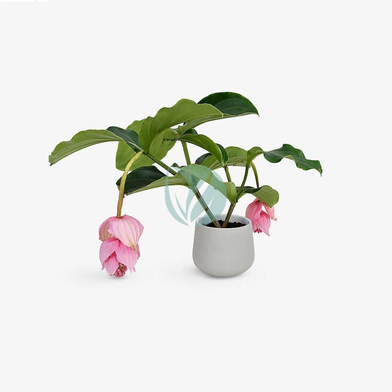 Medinella-magnifica-maroc-clorofila-3