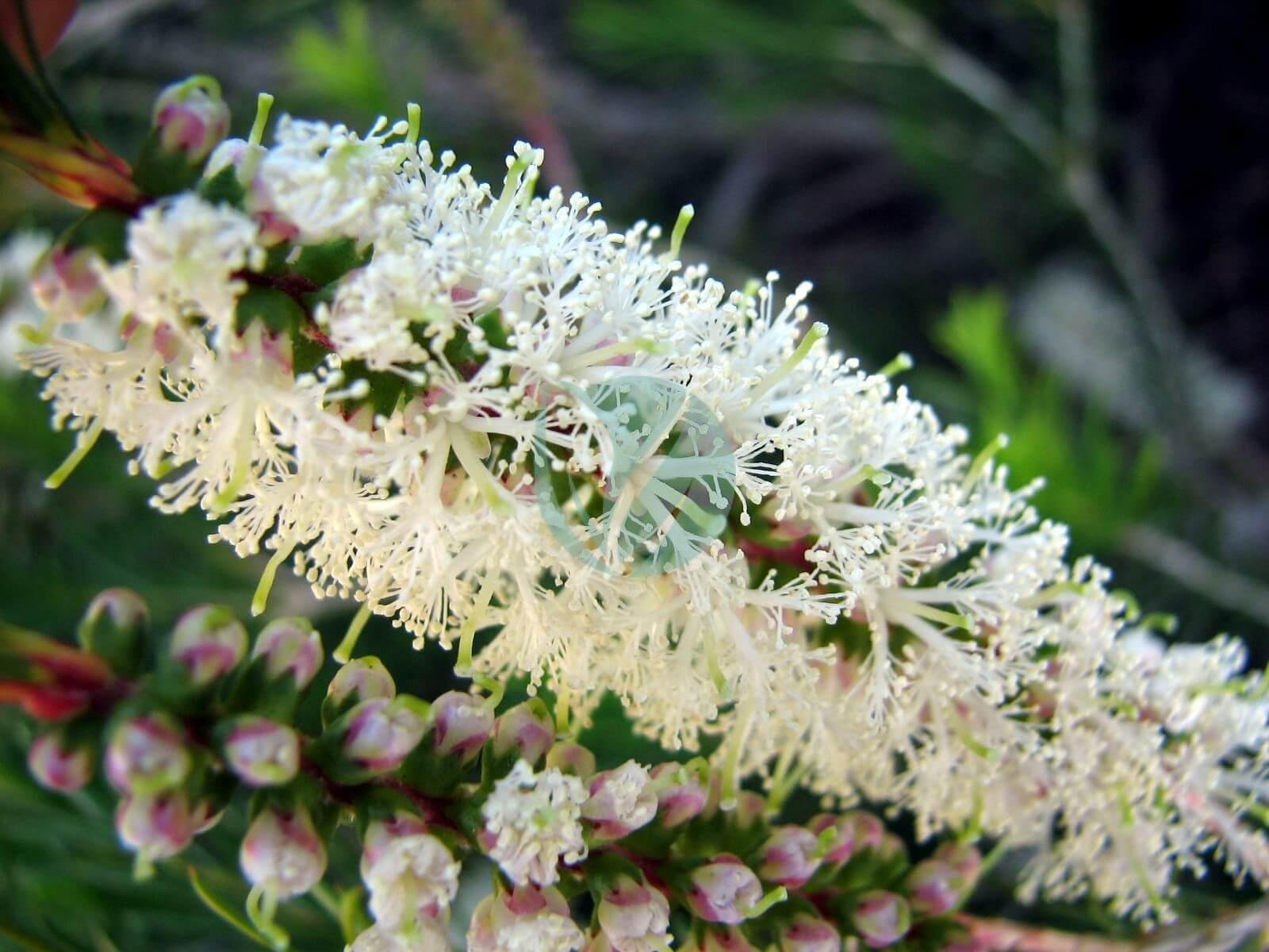 Melaleuca_armillaris-Flowers