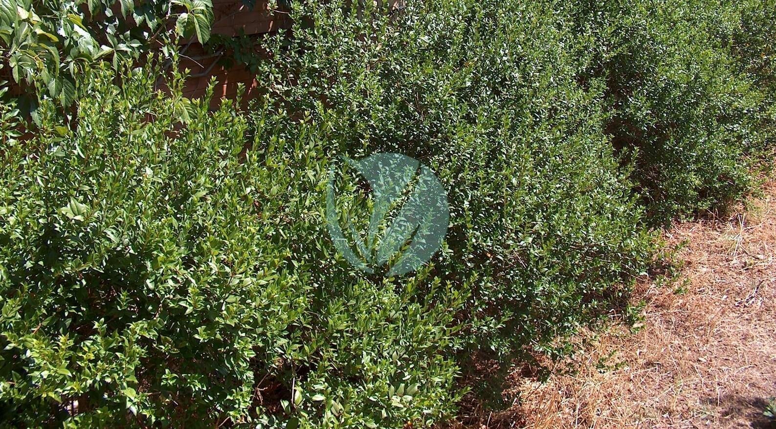 Myrte (Myrtus communis) – Image 3