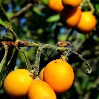 Fruit du dragon (pitaya) - الصورة 3