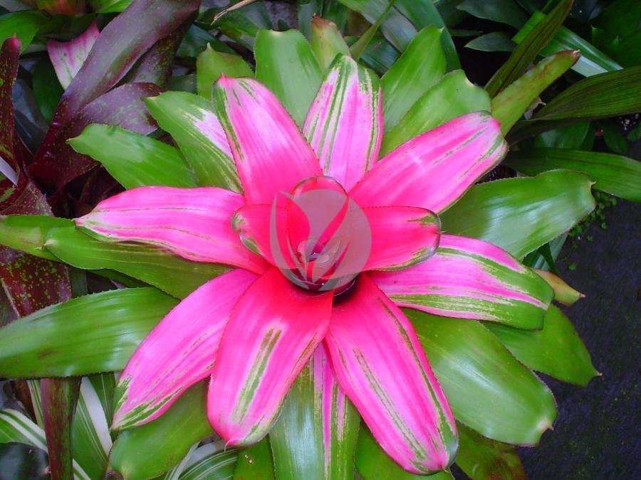 Neoregelia-maroc-clorofila-3