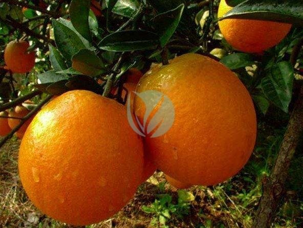 Oranger-newhall-navel-maroc-clorofila-3