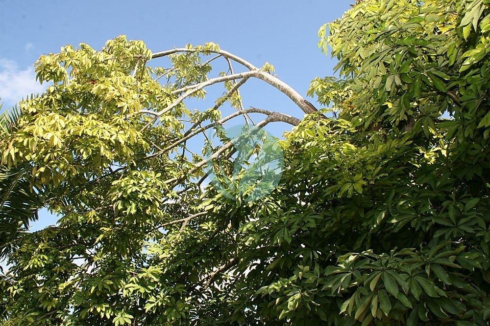 Pachira_aquatica_13zz-1