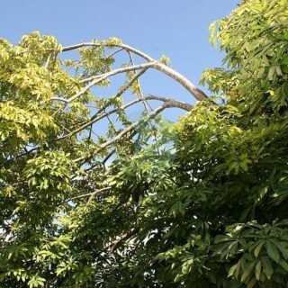 Pacanier (carya illinoinensis) - الصورة 4