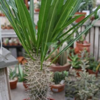 Agave americana - الصورة 3