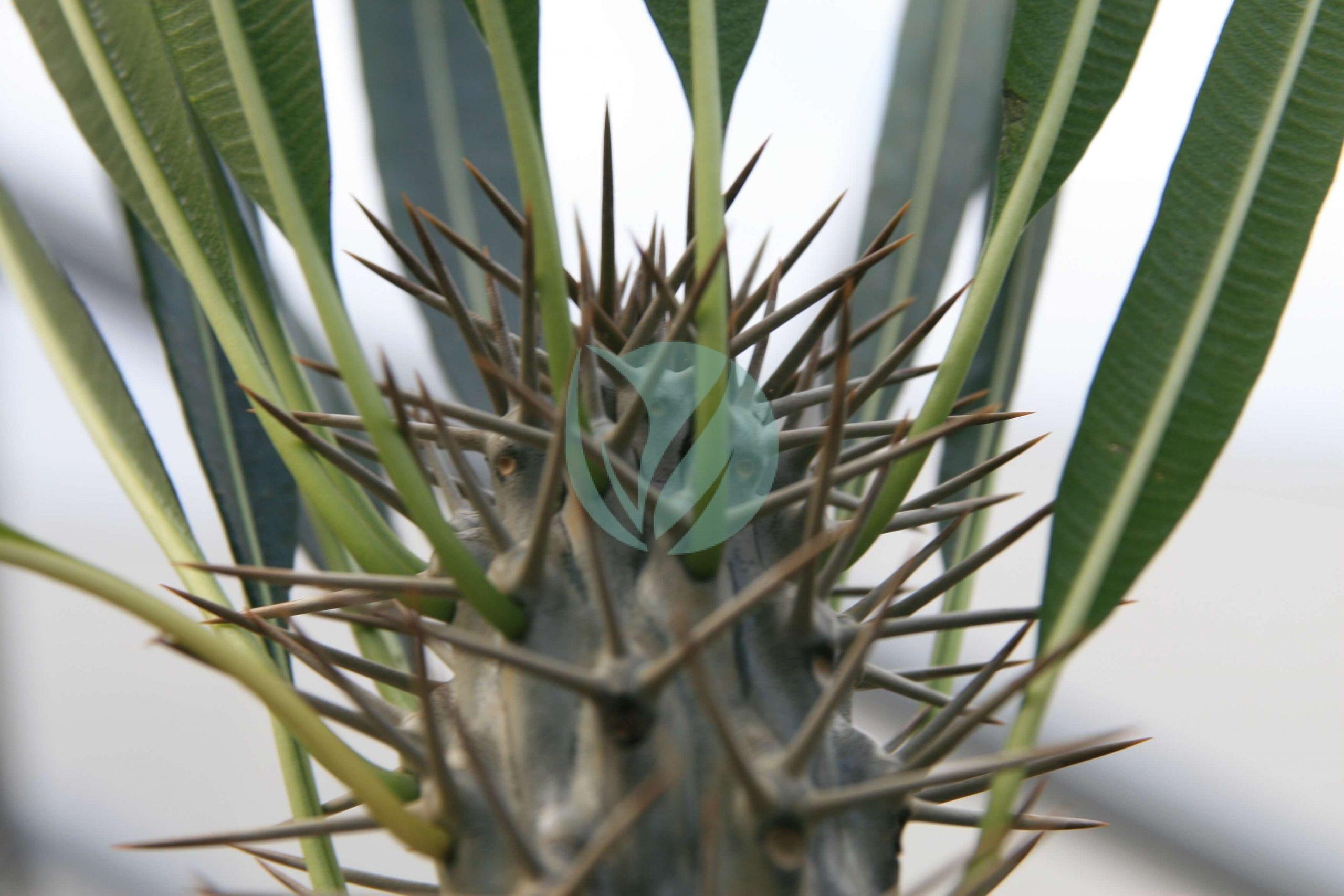 Pachypodium_lamerei_6zz-scaled-1-3