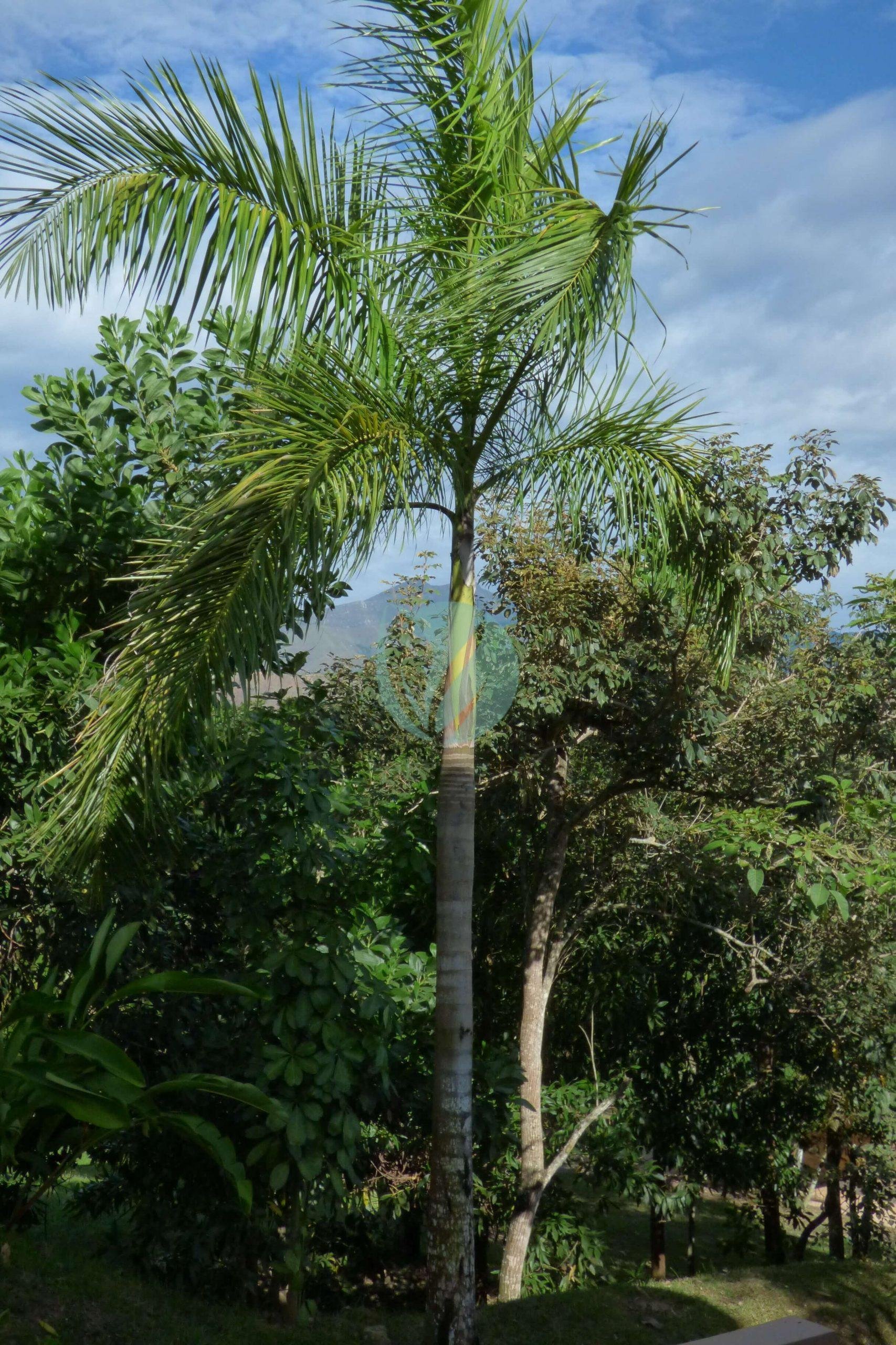 Palma_real_Roystonea_regia_14520515892-scaled-1