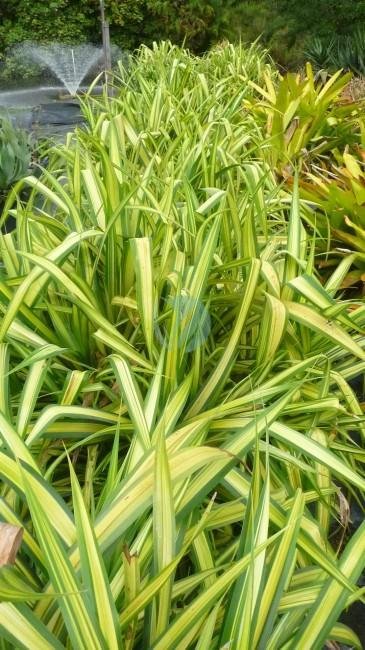 Pandanus-veitchii-maroc-clorofila-3