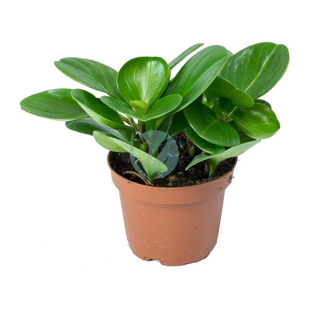 Peperomia-obtusifolia-clorofila.maroc_-3