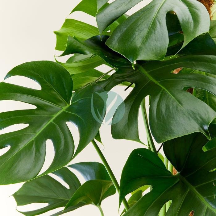 Philodendron-monstera-pertusum-clorofila-3