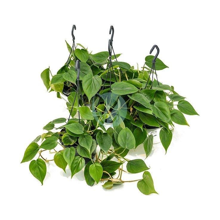 Philodendron-scandens-maroc-clorofila-3
