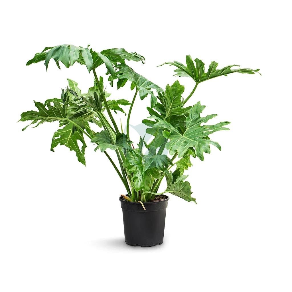 Philodendron-selloum-3