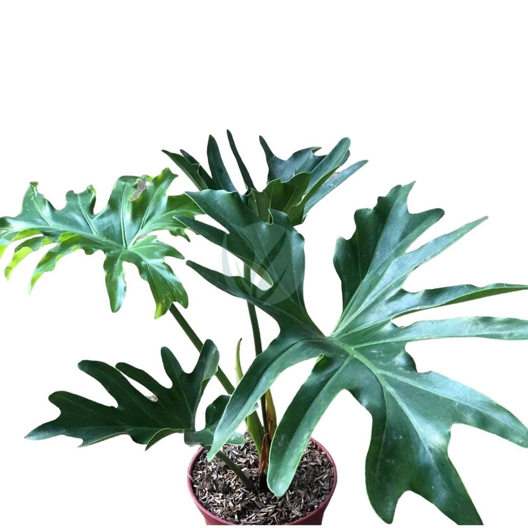 Philodendron-selloum-clorofila-3