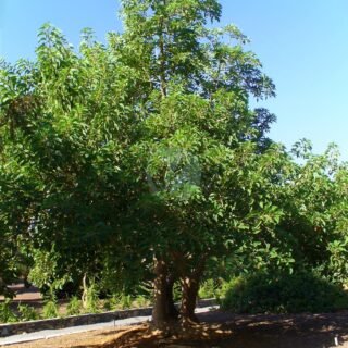 Citronnier limonimedica (Maxima) – Image 4