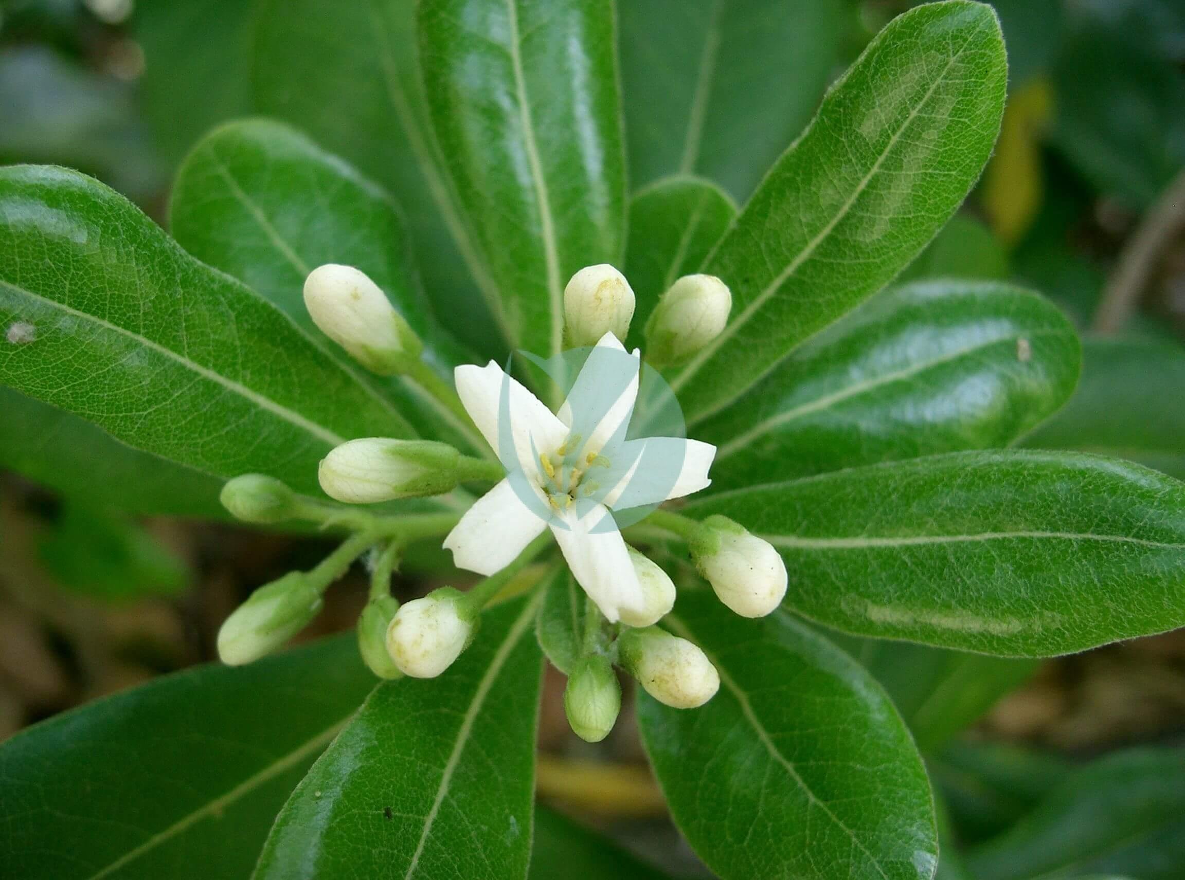 Pittosporum_tobira5