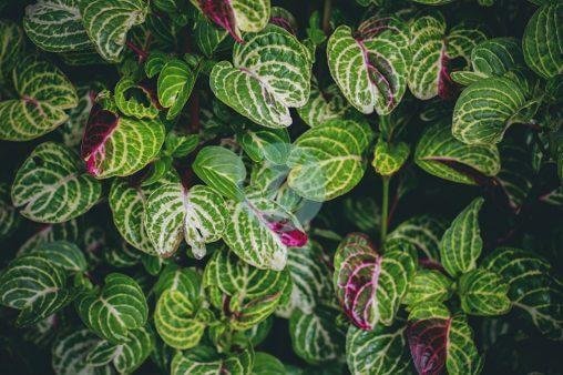 Plectranthus-oertendahlii-closeup-508×338-1-3