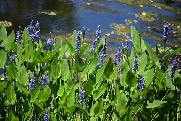 Pontederia-cordata-3