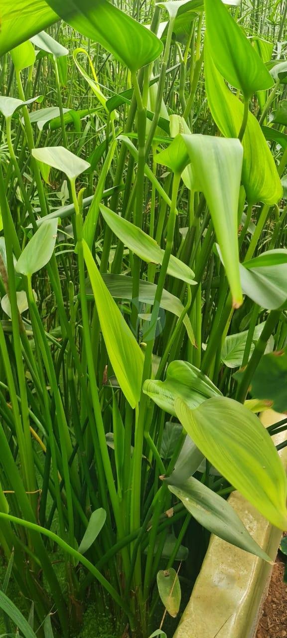 Pontederie-a-feuille-en-coeur-3
