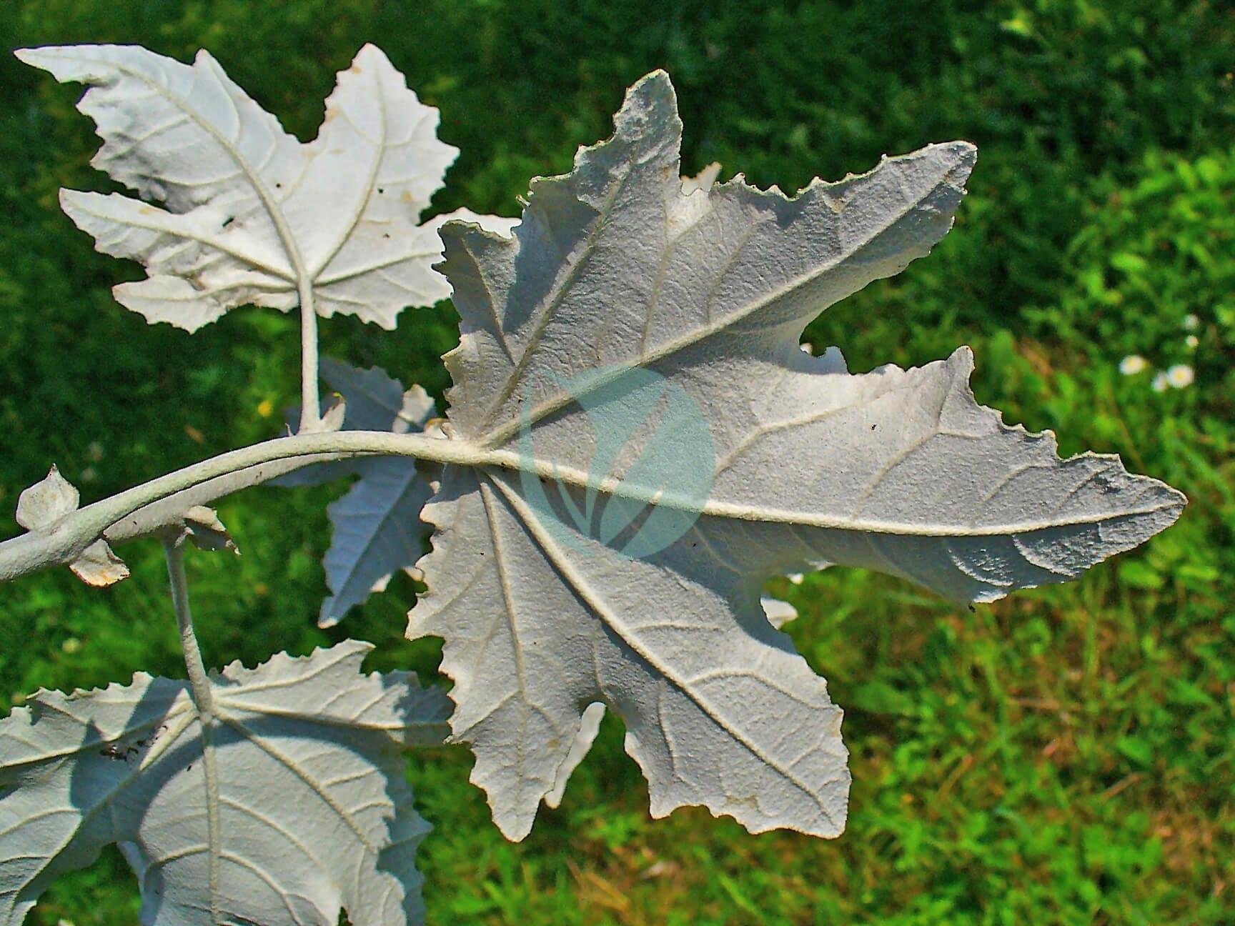 Populus_alba_003
