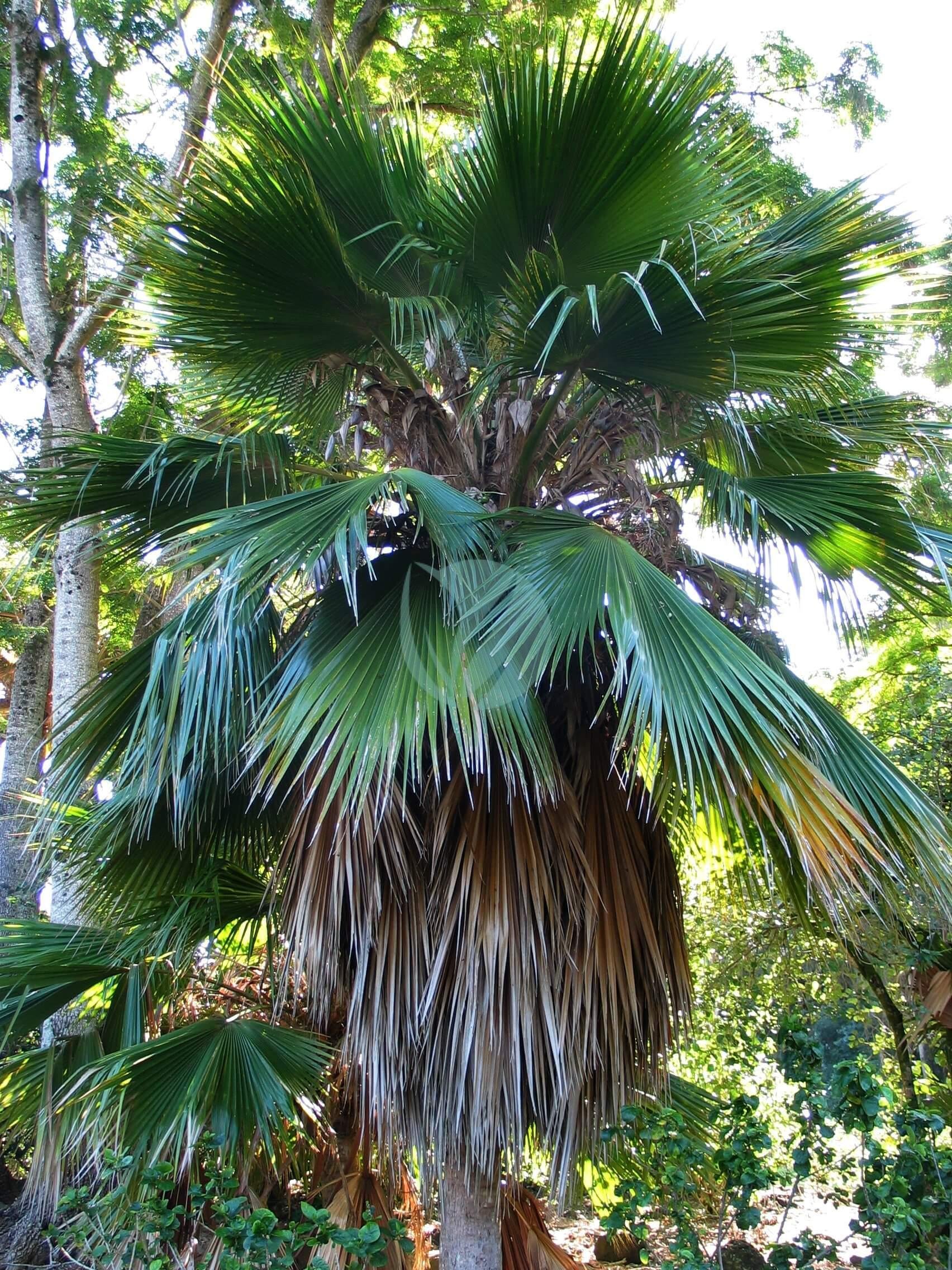 Pritchardia_beccariana_4761434315