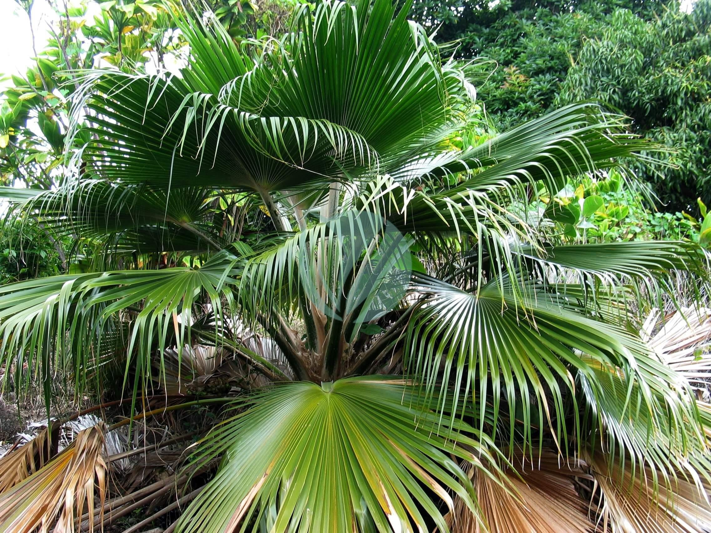 Pritchardia_glabrata_5188464636