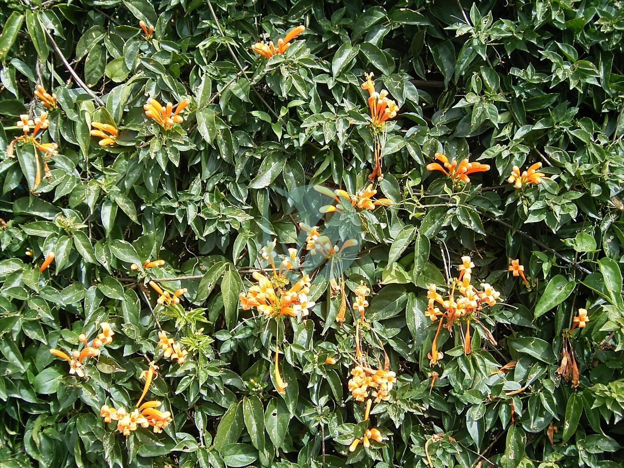 Pyrostegia_venusta_Puntallana_01_ies-3