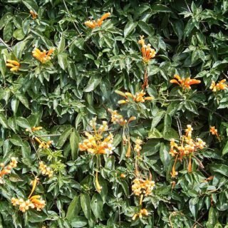 Hedera helix (lierre grimpant) - الصورة 4