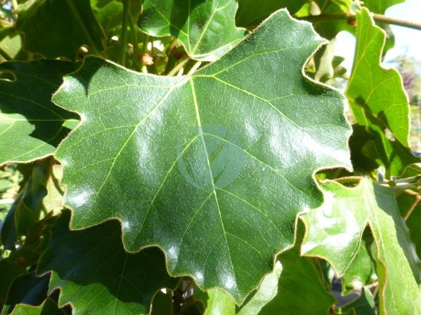 Rhoicissus-vigne-appartement-maroc-3-3