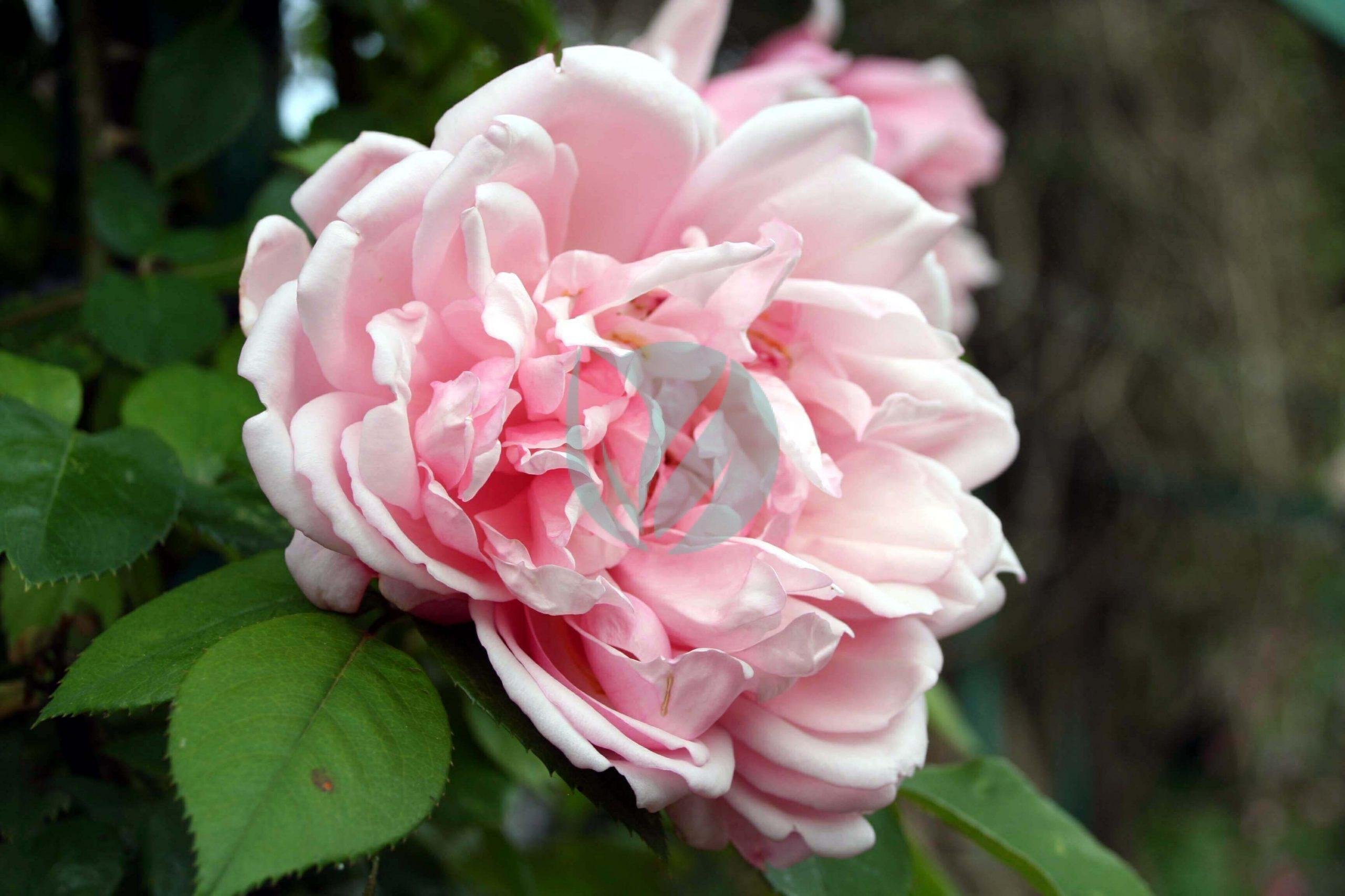 Rosa_Albertine_-_Giverny01-scaled-2-3