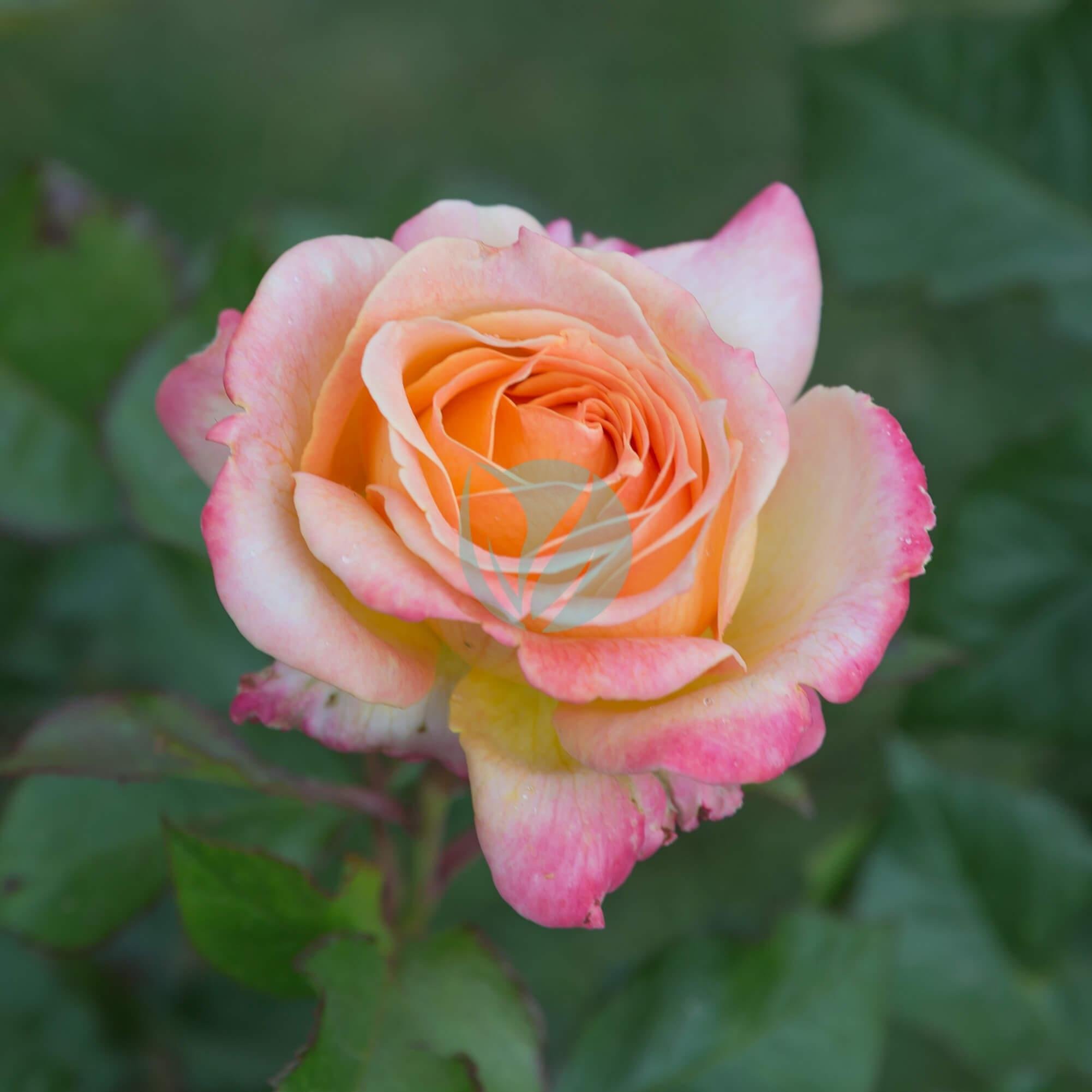 Rosa_Pullman_Orient_Express_Rosier_-_130