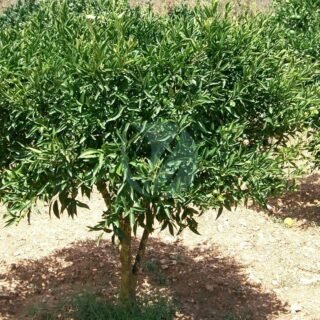 Jardinière rectangulaire J-04 - الصورة 3