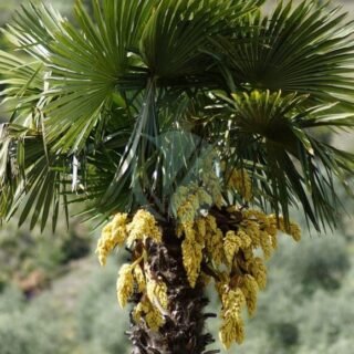 Latania lontaroides (Latanier rouge) – Image 5