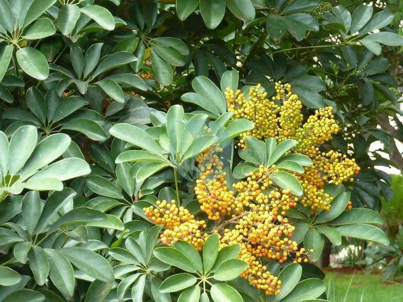 Schefflera-arboricola-maroc-clorofila-3