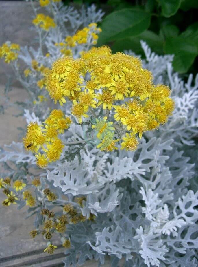 Senecio_cineraria5-2