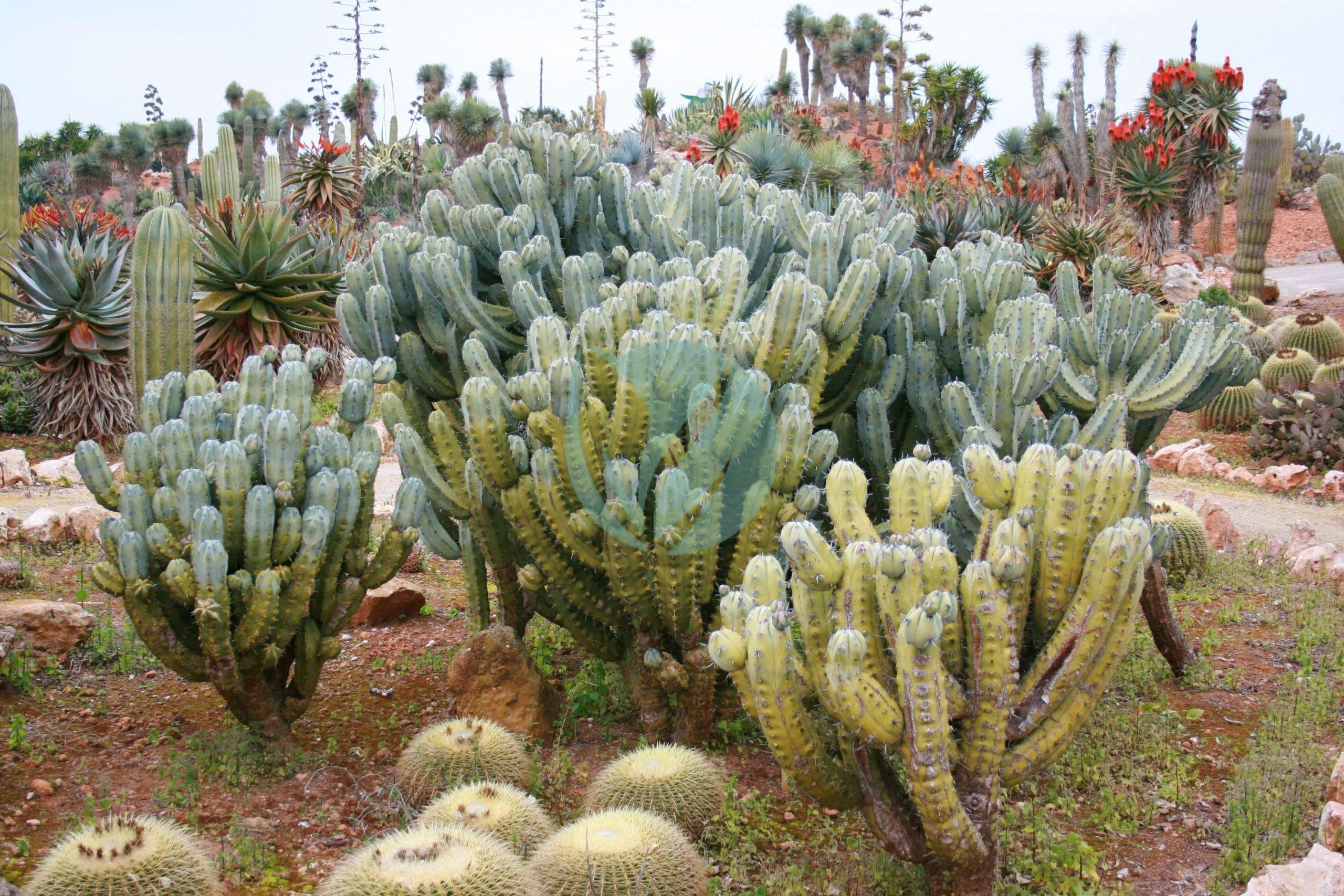 Ses_Salines_-_Botanicactus_-_Myrtillocactus_geometrizans_05_ies-scaled-1-3