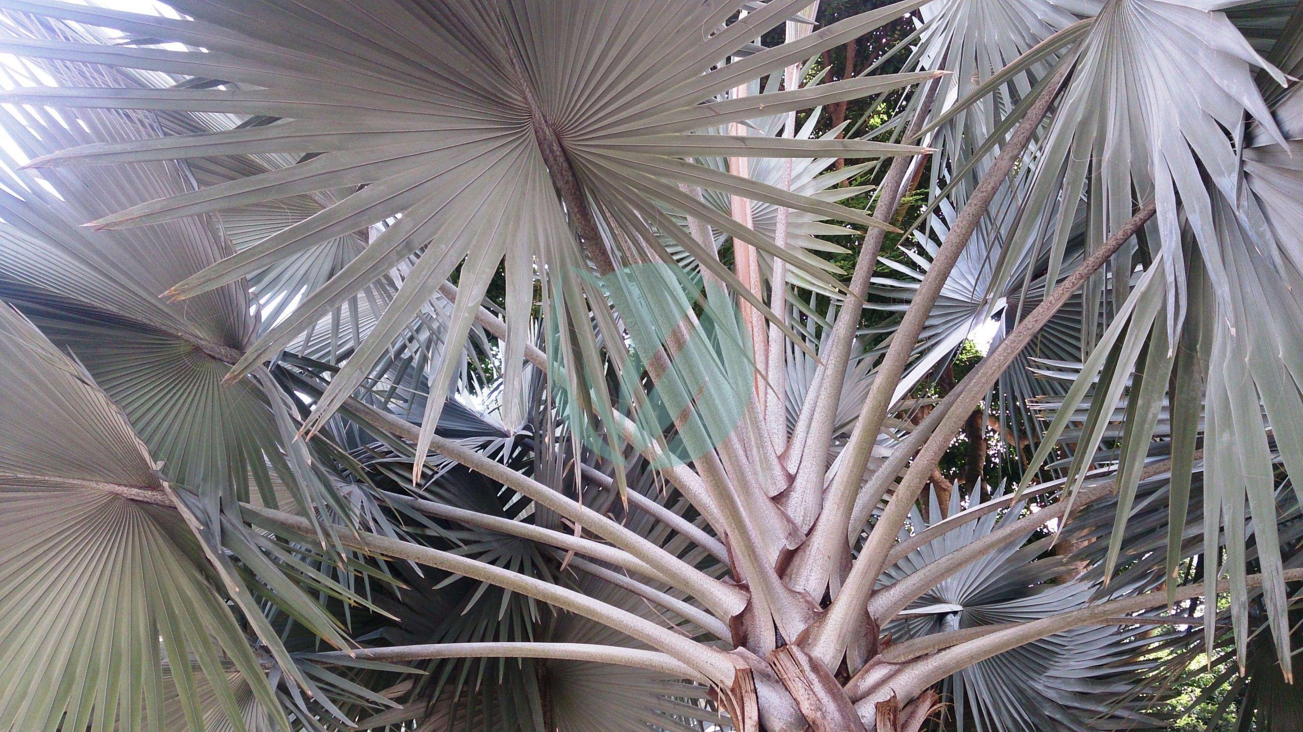 Silver_Bismarck_Palm_Bismarckia_nobilis_Silver_1-scaled-1