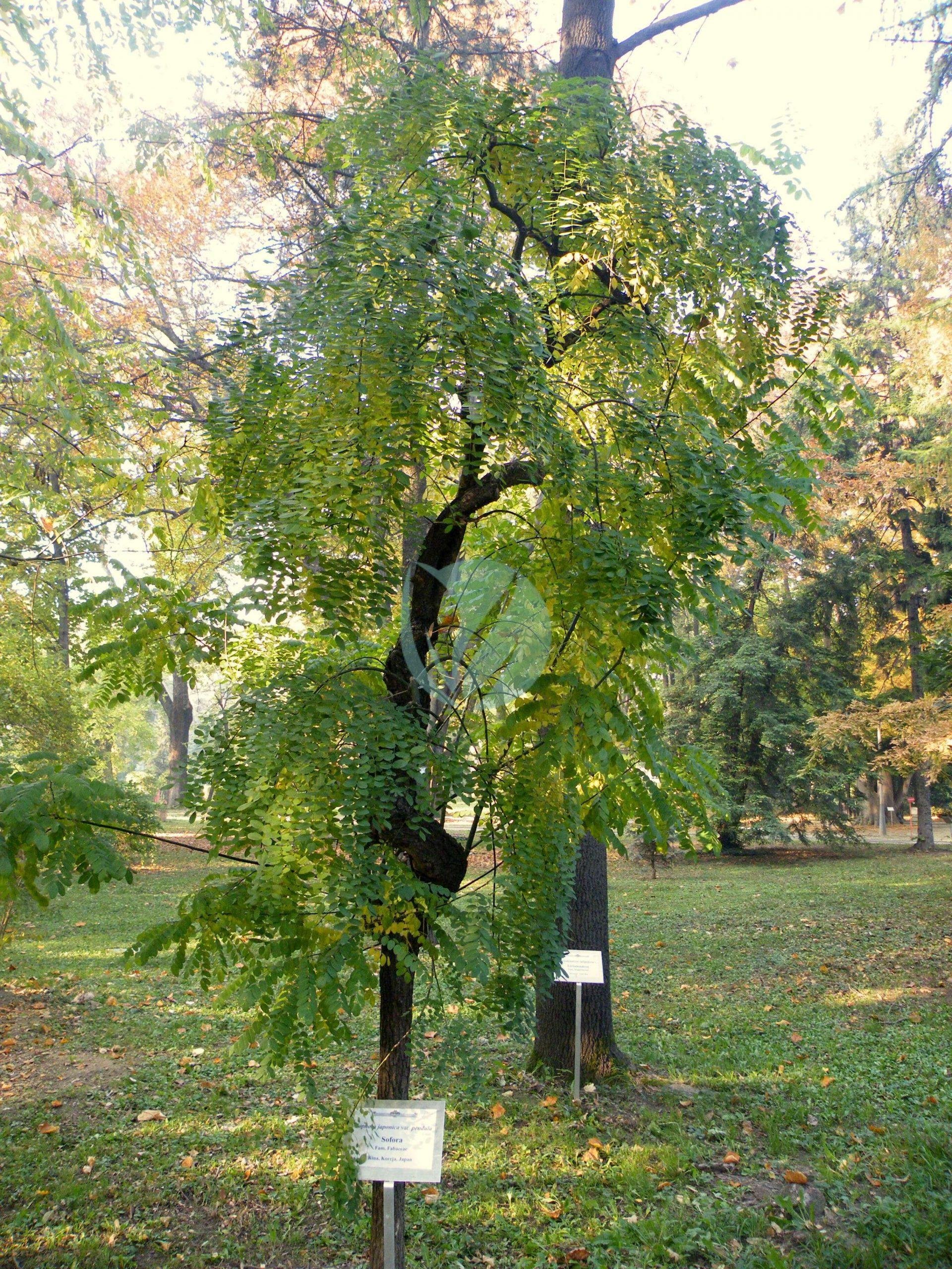 Sophora_japonica_var._pendula_2-scaled-1