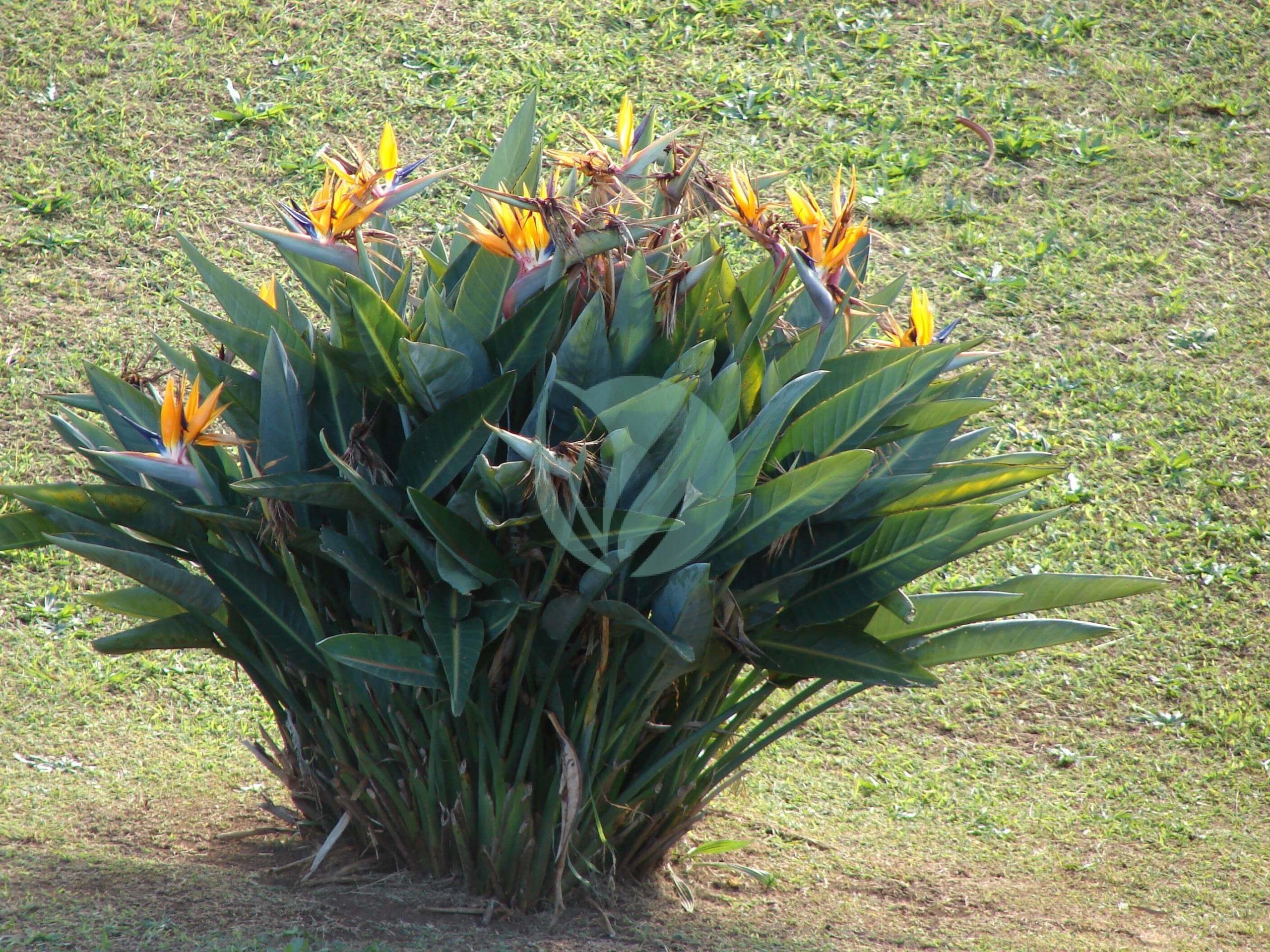 Starr_061224-2882_Strelitzia_reginae-scaled-1-3