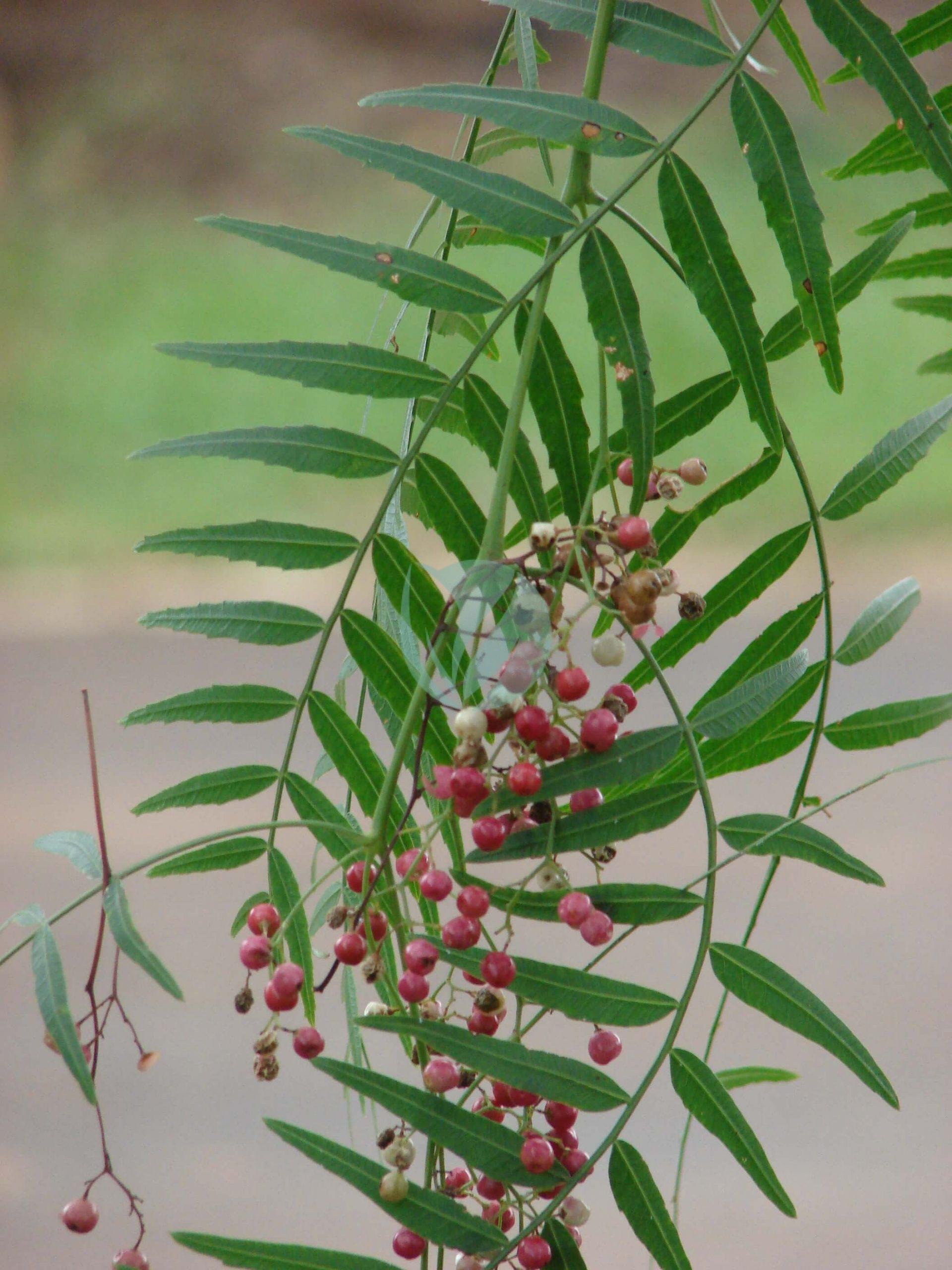 Starr_070313-5613_Schinus_molle-scaled-1-1