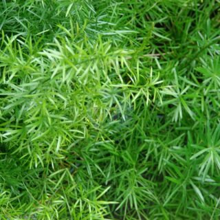 Justicia - الصورة 4