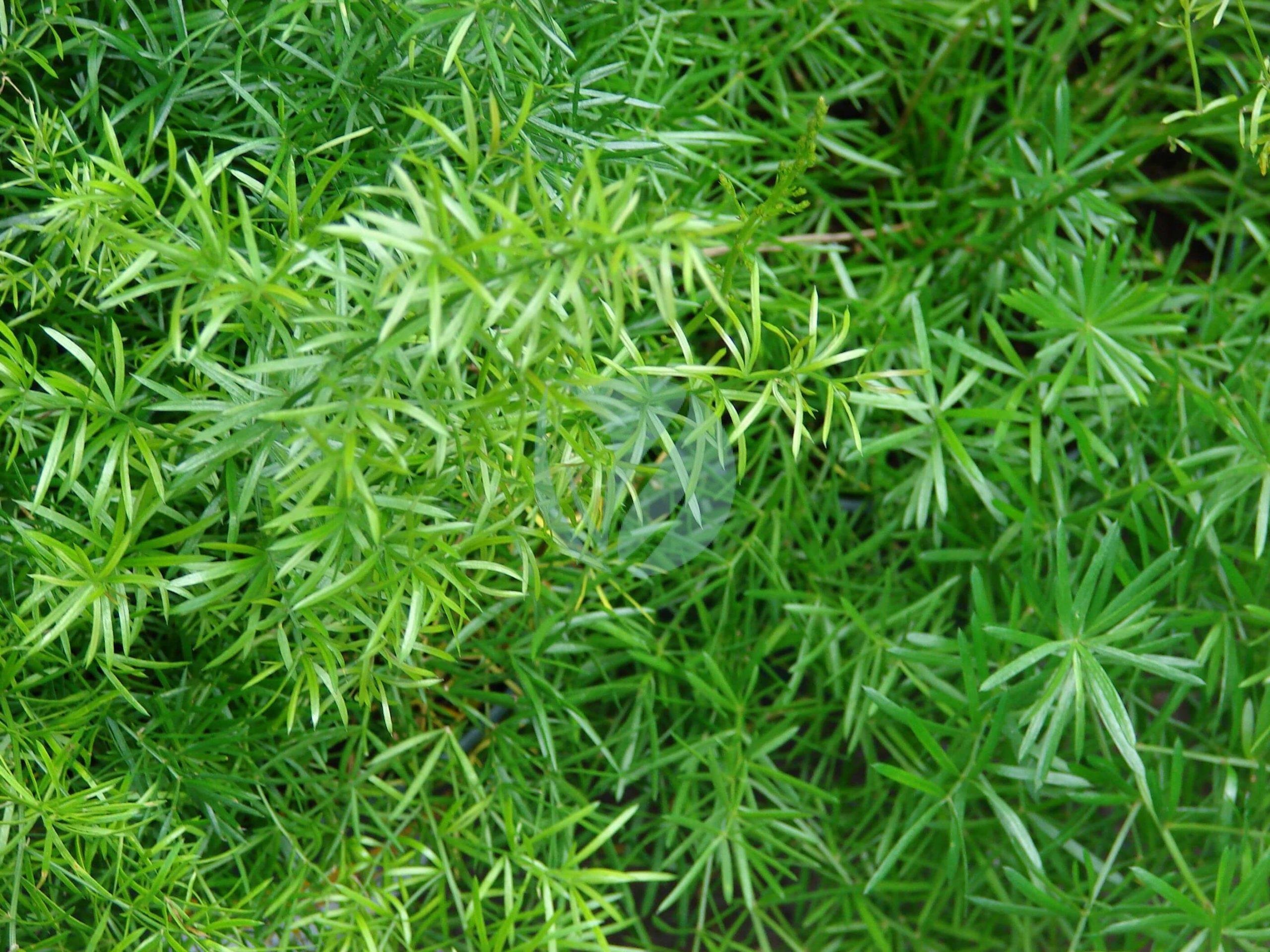 Starr_070906-8679_Asparagus_densiflorus-scaled-1