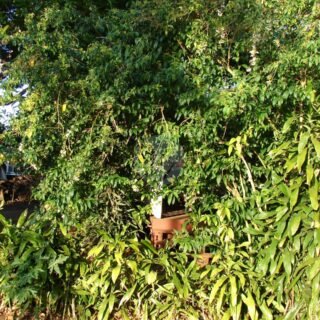 Rhoicissus (vigne d’appartement) - الصورة 4