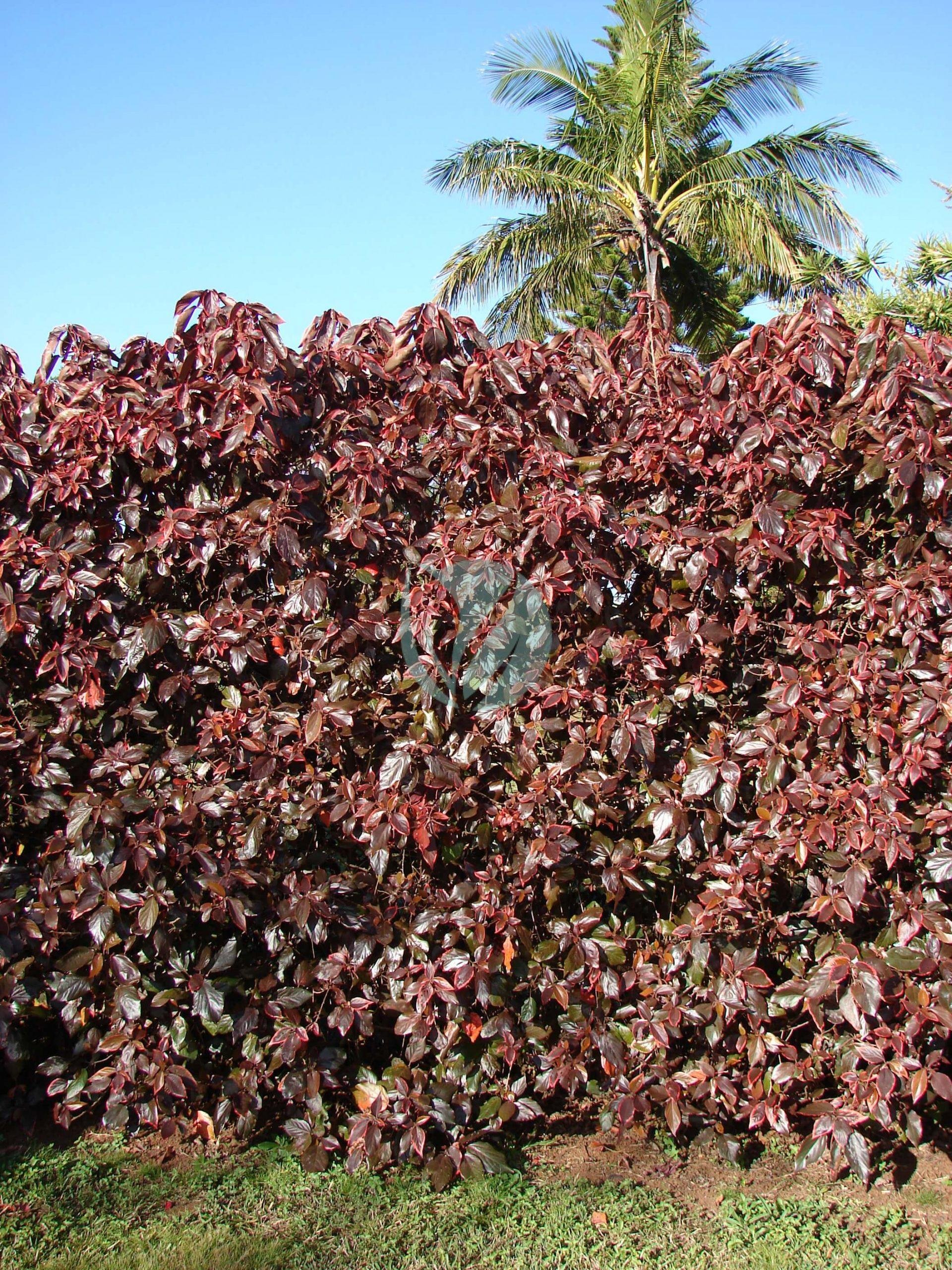 Starr_080418-4194_Acalypha_godseffiana-scaled-1