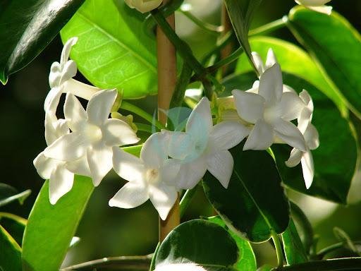 Stephanotis floribunda - الصورة 3