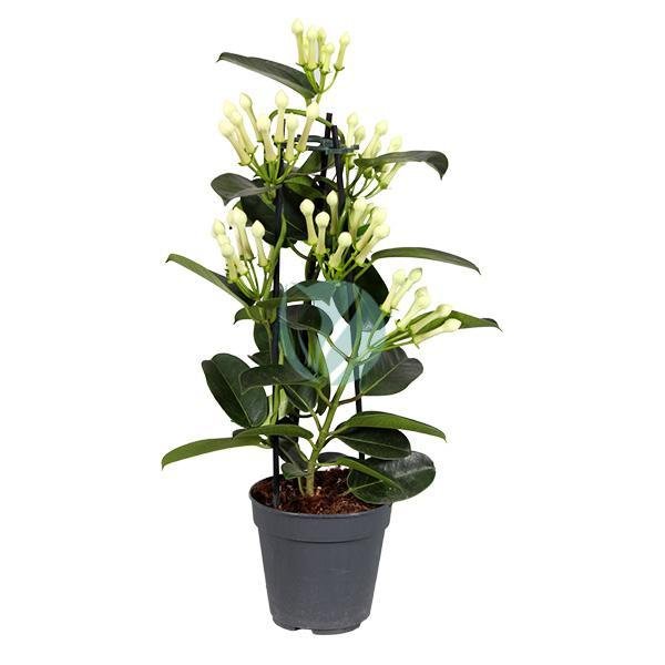 Stephanotis-floribunda-maroc-clorofila-3