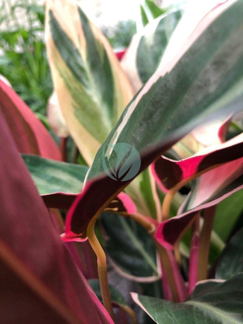 Stromanthe-triostar-clorofila-3