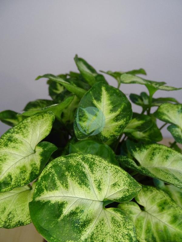 Syngonium-pixie-clorofila-3