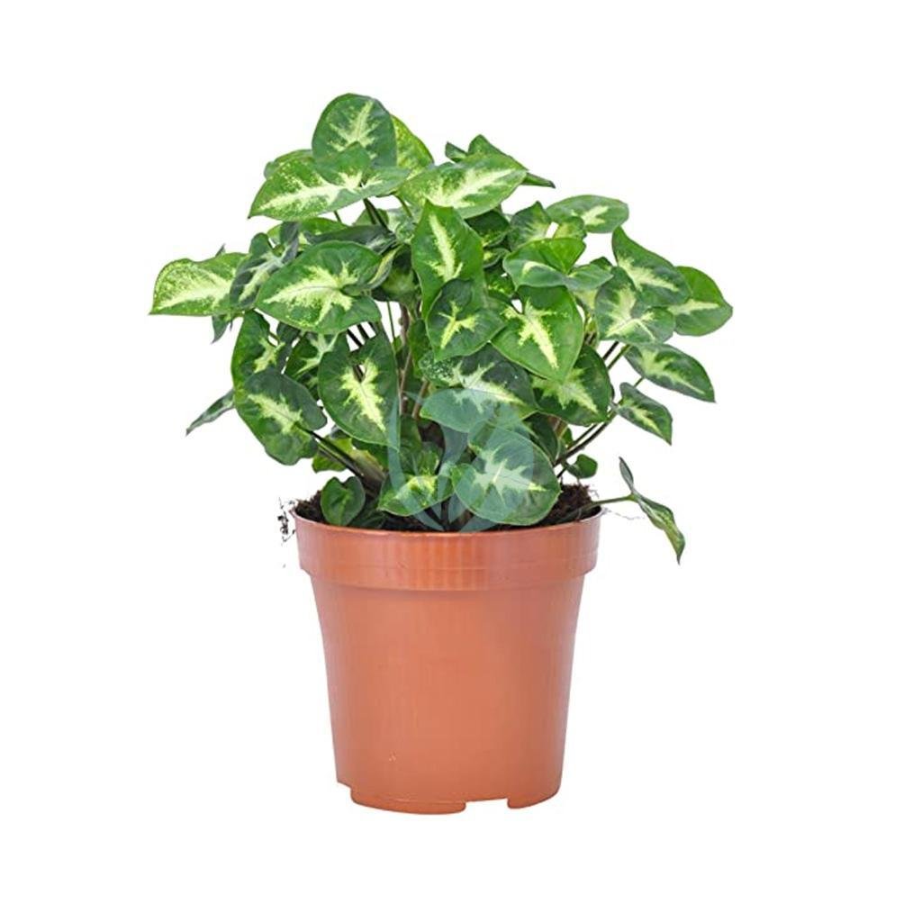 Syngonium-pixie-maroc-clorofila-3