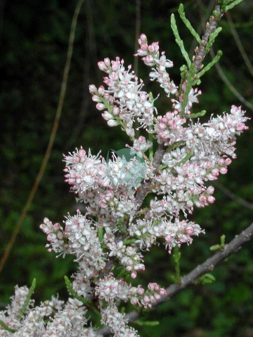 Tamarix_parviflora_5480547